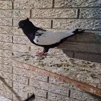 جفت سینی نرماده