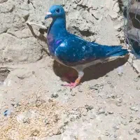 کبوتر گم شده|پرنده|هامون, |دیوار