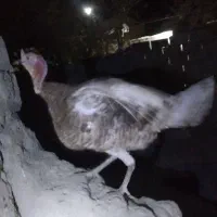 بوقلمون یک ساله|حیوانات مزرعه|خمک, |دیوار