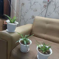 گل گندمی آپارتمانی زیبا و سر حال|گل و گیاه طبیعی|ملایر, |دیوار