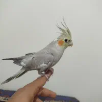 عروس سالم|پرنده|ملایر, |دیوار