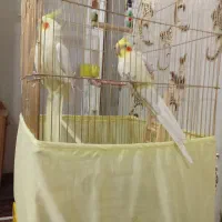 عروس هلندی|پرنده|تبریز, |دیوار