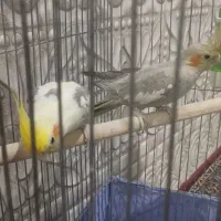 جفت عروس هلندی کار داده
