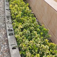 قلمه شمشاد طلایی