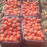 کار کشاورزی