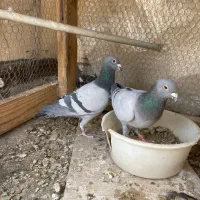 کفتر پلاکی جفت و کله دم سبز نر و ماده بالغ مولد