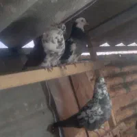 کبوتر فوق پرشی