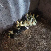 جوجه اردک خارجی