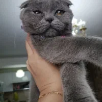 گربه بلو اسکاتیش دبل فولد