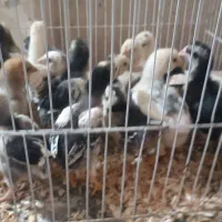 جوجه لاری برهما کردستان