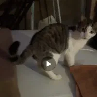 گربه گم شده در ابهر حوالی ثبت احوال کوچه خانصنمی