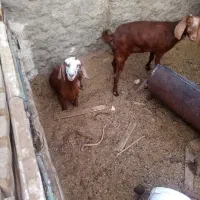 بز دو قلو|حیوانات مزرعه|کاشان, دشت لتحر|دیوار