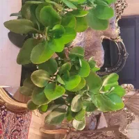 گل قاشقی|گل و گیاه طبیعی|تبریز, |دیوار