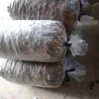 خرما ضایعات