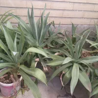 فروش گل