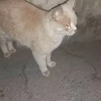 گربه پیدا شده