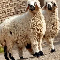 سوپر گوشت کوروش