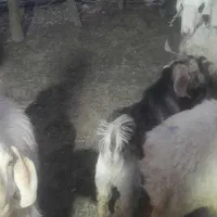 کهره نر چاق سرحال کیلو 300|حیوانات مزرعه|یاسوج, |دیوار