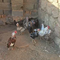 مرغ گلین و خروس گلین