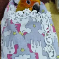 پرنده|پرنده|اهواز, بهارستان|دیوار