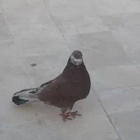 نرِ شمرونی|پرنده|قم, گلزار|دیوار