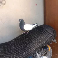 کفتر سینه سیاه|پرنده|جهرم, |دیوار