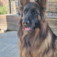 سگ نر ژرمن وارداتی