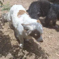 فروش چند قلاده سگ پا کوتاه|سگ|دشتابی, |دیوار