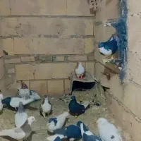 کفتر کفتر رنگه