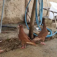 سرخ|پرنده|نورآباد ممسنی, |دیوار