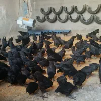 فروش جوجه و مرغ ایام سمانی ( اصل )