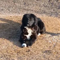 سگ قهدرجونی