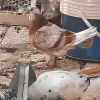 کبوتر رفتنی