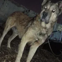 سگ سرابی اصیل|سگ|نوشین شهر, |دیوار