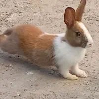 خرگوش خانگی|موش و خرگوش|بندرعباس, |دیوار