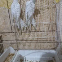 عروس هلندی البینو