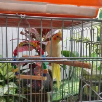 عروس هلندی کوتوله برزیلی آنتیک