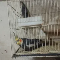 عروس هلندی مرغ عشق کوتوله قفس لانه و لوازم پرنده|پرنده|مشهد, شهرک شهید باهنر|دیوار