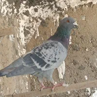 پلاکی دوکت، پلاکی کاکالی، سرور و
