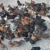جوجه نیمچه مرغ و خروس محلی گلپایگانی