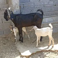 فروش بزسقلوزا بندرلنگه