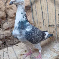 نر سوسکی سینه سفید|پرنده|بیرجند, |دیوار