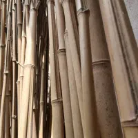 بامبو خارجی|گل و گیاه طبیعی|رشت, حومه رشت|دیوار