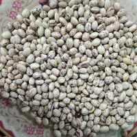 لوبیا چیتی|خوردنی و آشامیدنی|شیراز, باغشهر اهل بیت|دیوار