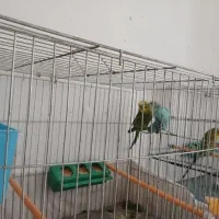 مرغ عشق نروماده مهرگان