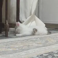 گربه