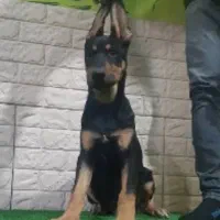 دوبرمن اروپایی قد بلند وژرمن شپهرد شولاین موبلند