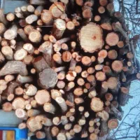 خرید فروش چوب از باغات وخانه های کلنگی|خدمات باغبانی و درختکاری|مرند, |دیوار