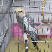 عروس هلندی باهوش جفت