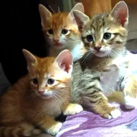 واگذاری گربه